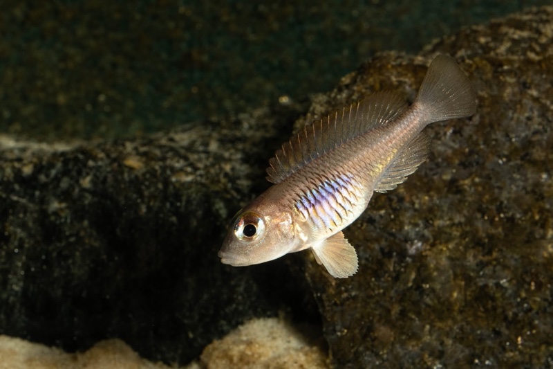 Lamprologus laparogramma 'Namansi'